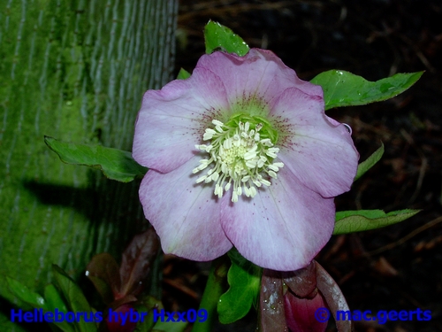 helleborus hybr